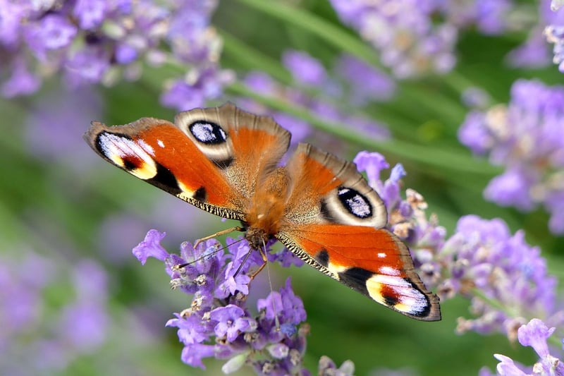 Butterfly Garden