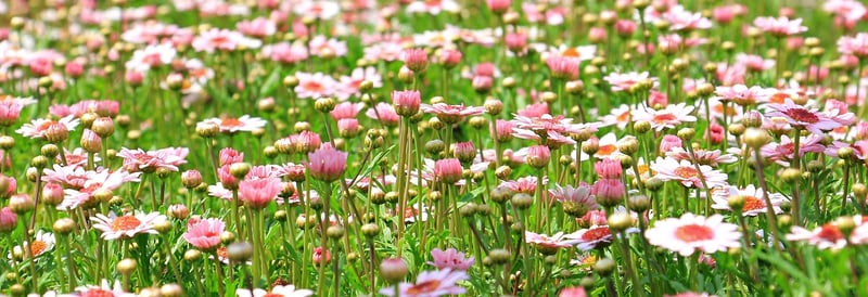 Garden Landscape