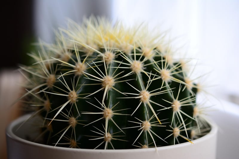 Drought-Tolerant Plants